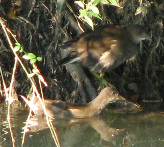 Anatidi? [Gallinella d''acqua]